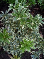 Photos Pieris japonica