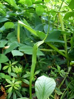 Photos Pinellia ternata
