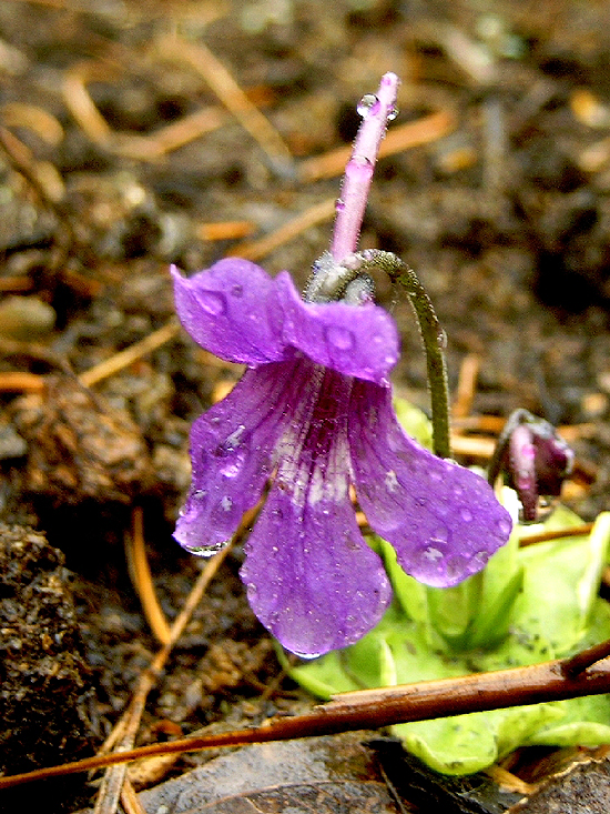Photos Pinguicola grandiflora - 