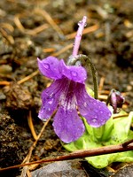 Pinguicola grandiflora - Fettkraut