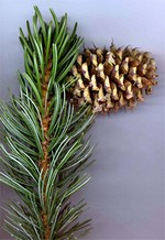 Photos Pinus aristata
