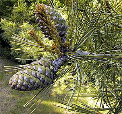 Photos Pinus armandii - Pine