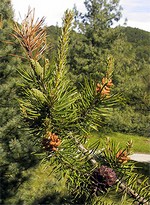 Photos Pinus banksiana