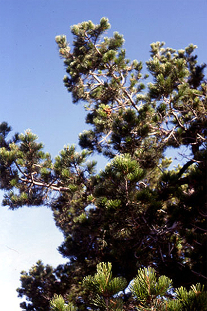 Photos Pinus cembra - Swiss stone pine