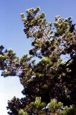 Photos Pinus cembra