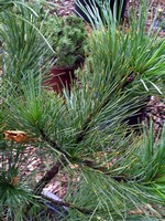 Photos Pinus cembra