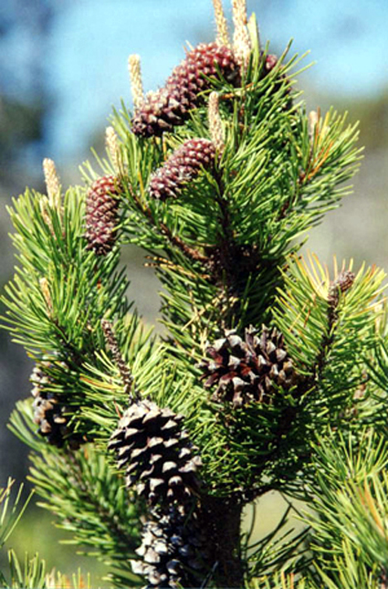 Photos Pinus contorta - Lodgepole pine