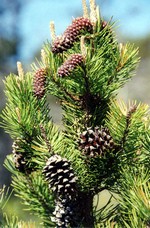 Photos Pinus contorta - Lodgepole pine