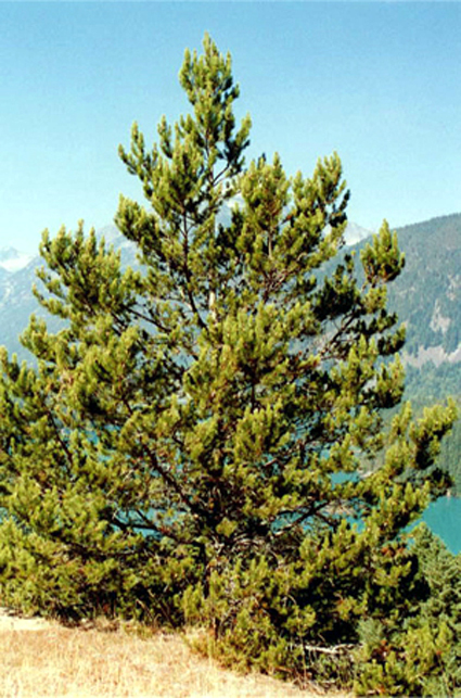 Photos Pinus contorta var. latifolia - Pine