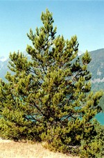 Photos Pinus contorta var. latifolia