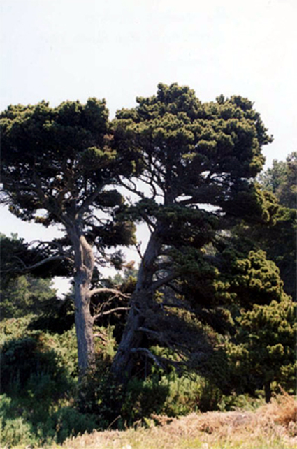 Pinus contorta