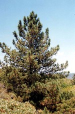 Photos Pinus coulteri
