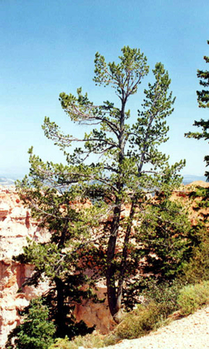 Photos Pinus flexilis - Pine