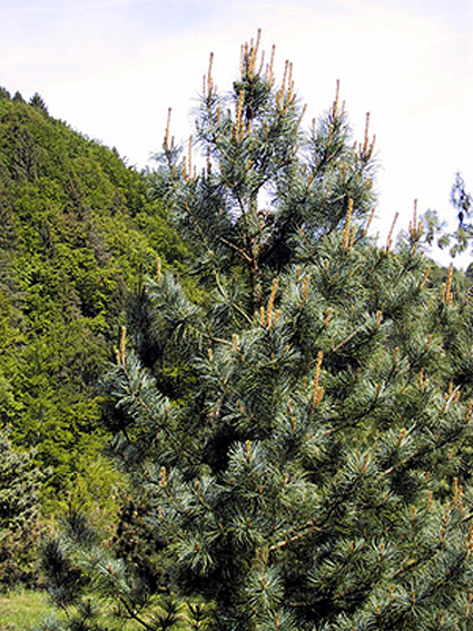 Photos Pinus koraiensis - Pine