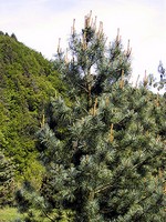 Photos Pinus koraiensis