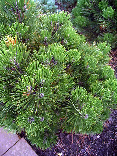 Pinus leucodermis