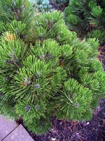 Photos Pinus heldreichii