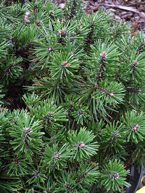 Photos Pinus mugo - Mugo pine