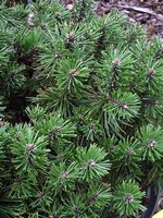 Photos Pinus mugo