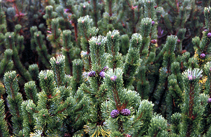 Photos Pinus mugo ssp. mughus - Pine