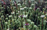 Photos Pinus mugo ssp. mughus