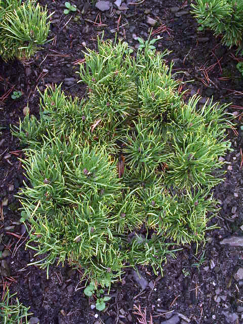 Photos Pinus mugo - Mugo pine