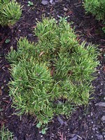 Photos Pinus mugo