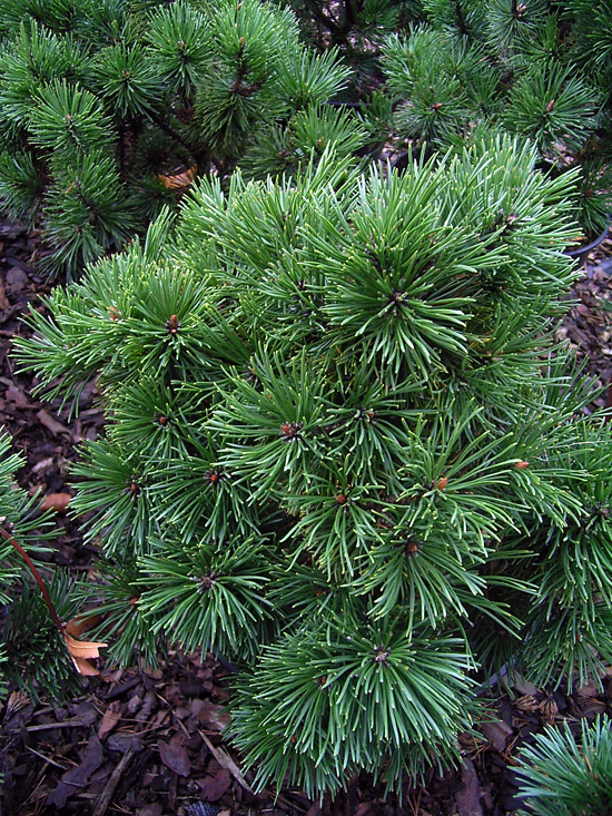 Foto Pinus mugo - 