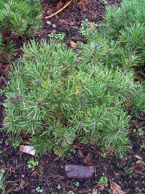 Photos Pinus mugo var. mughus - Pine