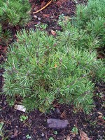 Photos Pinus mugo var. mughus