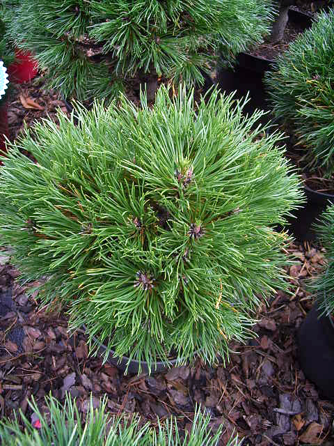 Photos Pinus mugo - Mugo pine