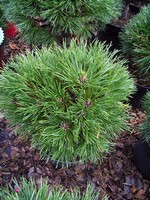 Photos Pinus mugo