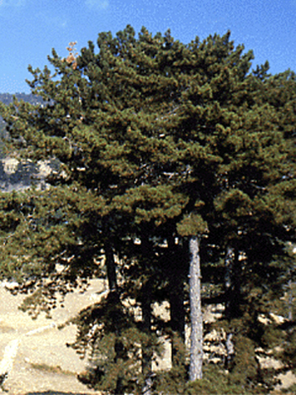 Photos Pinus nigra - Austrian pine