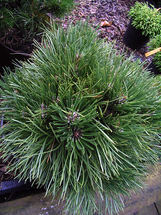 Photos Pinus nigra - Austrian pine