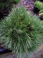 Photos Pinus nigra