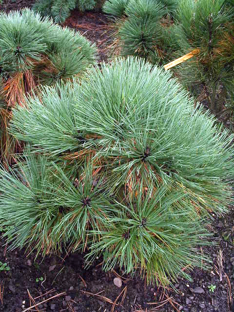 Photos Pinus nigra var. - Pine