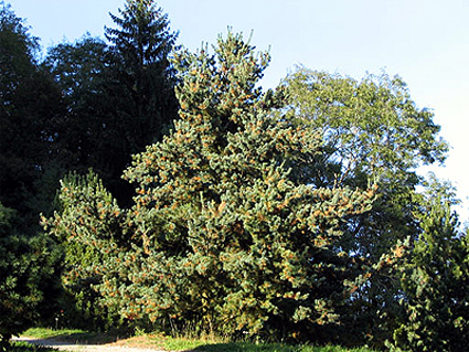 Photos Pinus parviflora - Five-needle pine