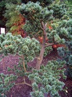 Photos Pinus parviflora