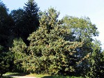 Photos Pinus parviflora