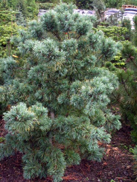 Photos Pinus parviflora - Five-needle pine