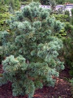 Photos Pinus parviflora