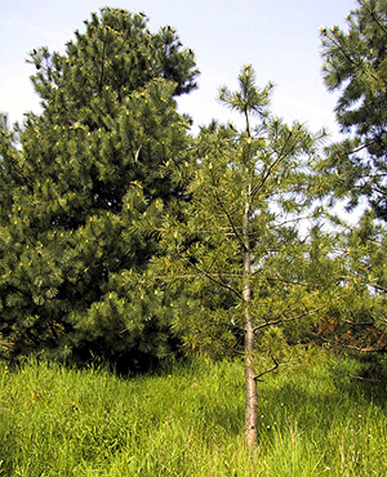 Photos Pinus strobus - Pine