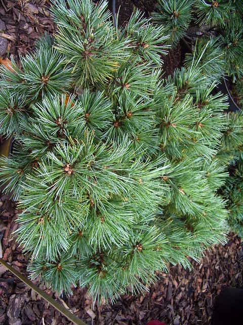 Photos Pinus strobus - Pine