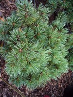 Photos Pinus strobus