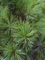Photos Pinus strobus
