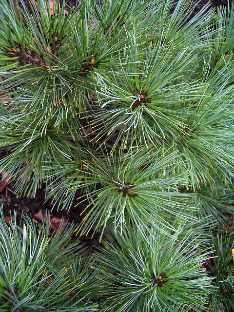 Photos Pinus strobus - Pine