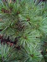 Photos Pinus strobus
