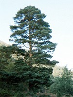 Photos Pinus sylvestris