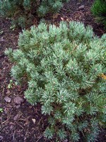 Photos Pinus sylvestris
