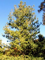 Photos Pinus wallichiana